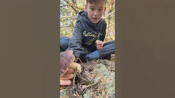 Сосновые белые грибы! Что может быть красивее?😊