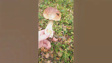 Белые грибы, растут целыми семьями )))👍👍👍
