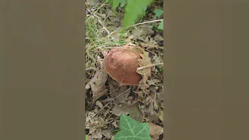 Белые грибы над Которской бухтой!