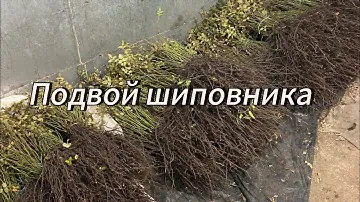 ПОДВОЙ ШИПОВНИКА / что нужно знать / основные характеристики /ситуация на рынке подвоя шиповника