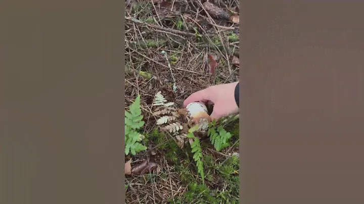Грибы
