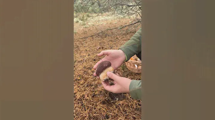 Боровики монстры напали на грибников!🙀