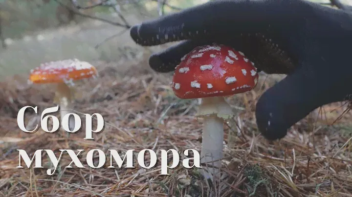 Сбор мухомора сезон 2022