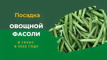 Посев овощной фасоли