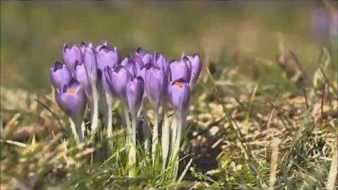ВЕСЕННИЕ ЦВЕТЫ!