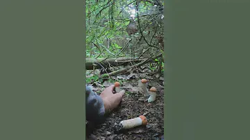 ПОДОСИНОВИК СМОРЧОК И БЕСПОДОБНАЯ СЕМЕЙКА БЕЛОНОЖКОВЫХ КРАСНЫХ