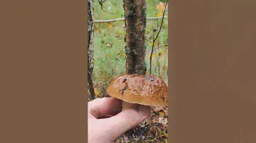 Белый Гриб. Комары лишились крыши над головой) #белыегрибы #грибы #mushroom