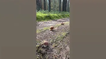 Я В ШОКЕ ОТ ТАКИХ СТРАШНЫХ ГРИБОВ!