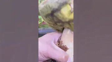 Грибы