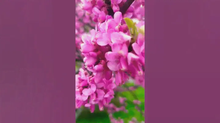 Цветы весны