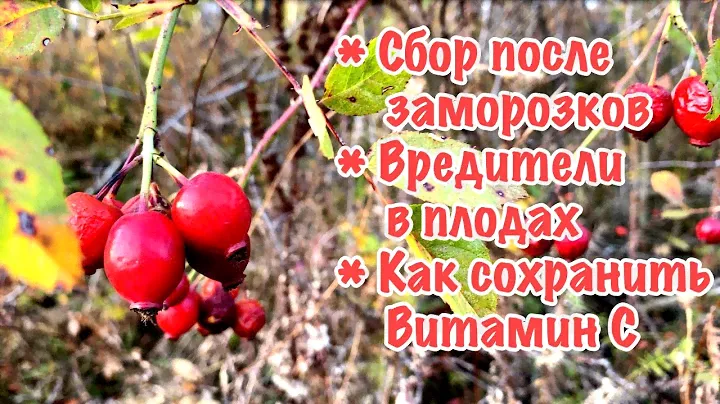 Шиповник : нюансы сбора и ответы на вопросы