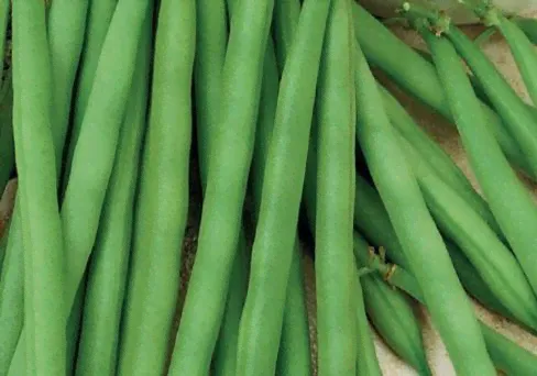 Фасоль Марья-искусница 5,0 г