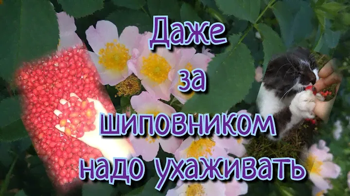уход за шиповником для шикарного урожая. обзор за весь сезон.