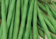 Фасоль Марья-искусница 5,0 г