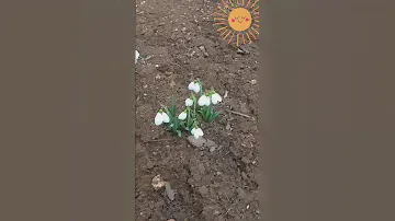 Немного позитива  для души! Первые весенние цветы🥀