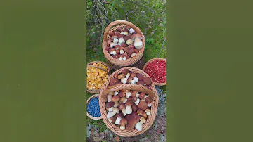 Это ШОКОВЫЙ УДАР‼️🔥 Невероятная ПОЛЯНА ГРИБОВ! Сказочная Карелия